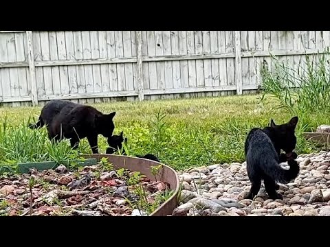 Mommy Cat Says Goodbye To Her Kittens As The Church Bells Ring One Last Time! 