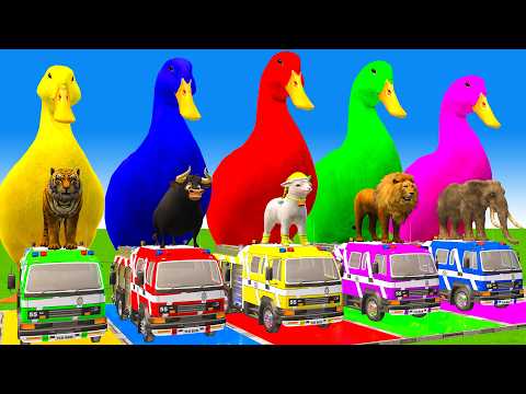 5 Giant Duck Cartoon,Cow,Elephant,Tiger,Lion,Dinosaur,Paint Wild Animals Crossing Fountain Animation