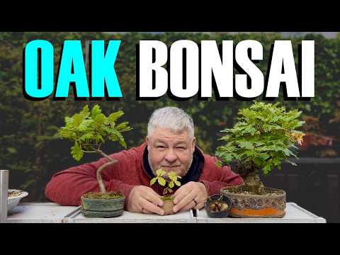 Developing Oak Bonsai (For FREE)
