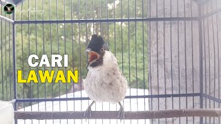 Download lagu burung kutilang BAHAN, OMBYOKAN Langsung NYAUT dan GACOR Dengan PANCINGAN Kutilang GACOR Ini mp3