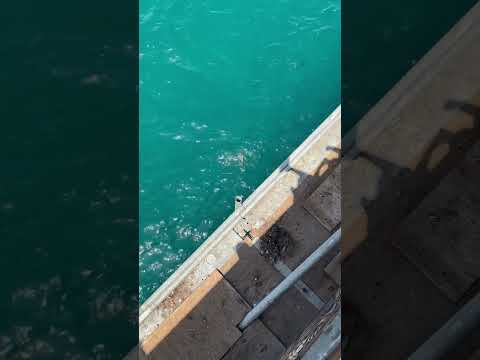 Man catches a sting ray on pier sad or happy what do you think ￼