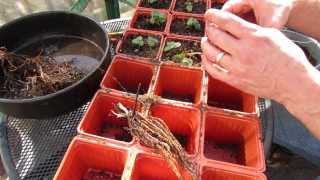 Planting and Preparing Strawberry Root Starts: Don't Bury the Crown - MFG 2014