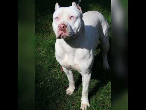 White pitbull Lover 💕 #Shorts