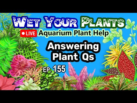 Planted Tank Talk, Tips, Tricks, Q&A, Growing Aquarium Plants, Off Topic (WYP 155)