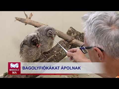 Videó előnézet