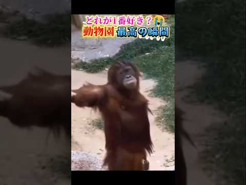 動物園で笑い死ぬ瞬間ww #おもしろ #面白い #動物 #動物園