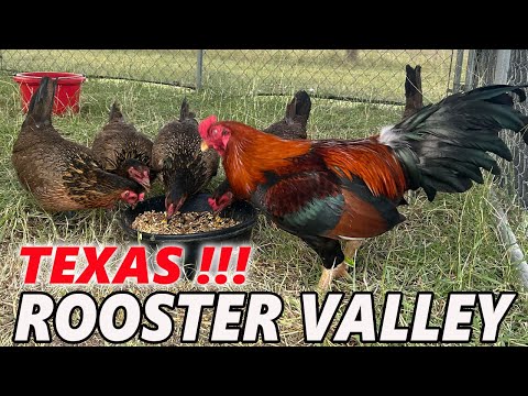 Big Farm Texas Rooster Valley Farm Jesse Longoria