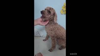 Video preview image #1 Poodle (Miniature) Puppy For Sale in Seattle, WA, USA
