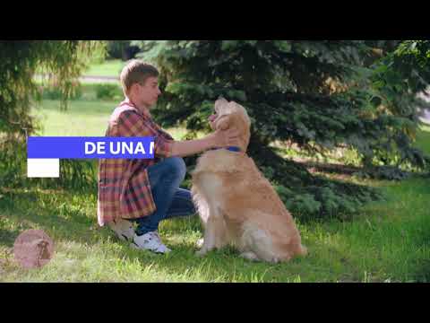 GO DOG GRAN CANARIA - PROBLEMAS DE CONDUCTA