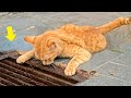 Stray Cat Kept Looking Down Drain And When It Was Opened People Were Shocked
