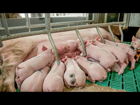 Amazing modern baby calf born method - Incredible automatic cow pig farming processing technology