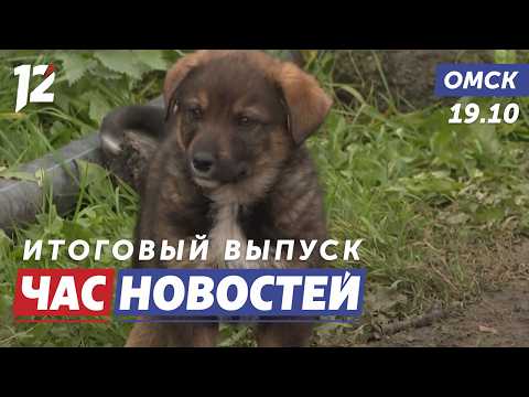 Брошенные животные / Вынужденная пересадка / Резкое изменение погоды. Новости Омска
