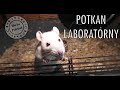 Škola Zvierat Potkan Laboratórny