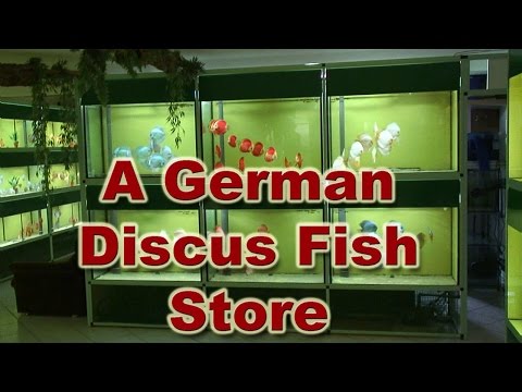 Diskus Markt - A Great Discus Fish Store in Germany