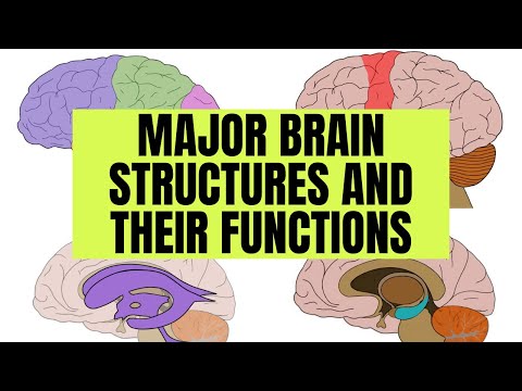 Major Brain Structures and Their Functions
