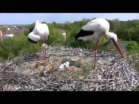 A szülők felváltva kotlanak (2014.04.14)