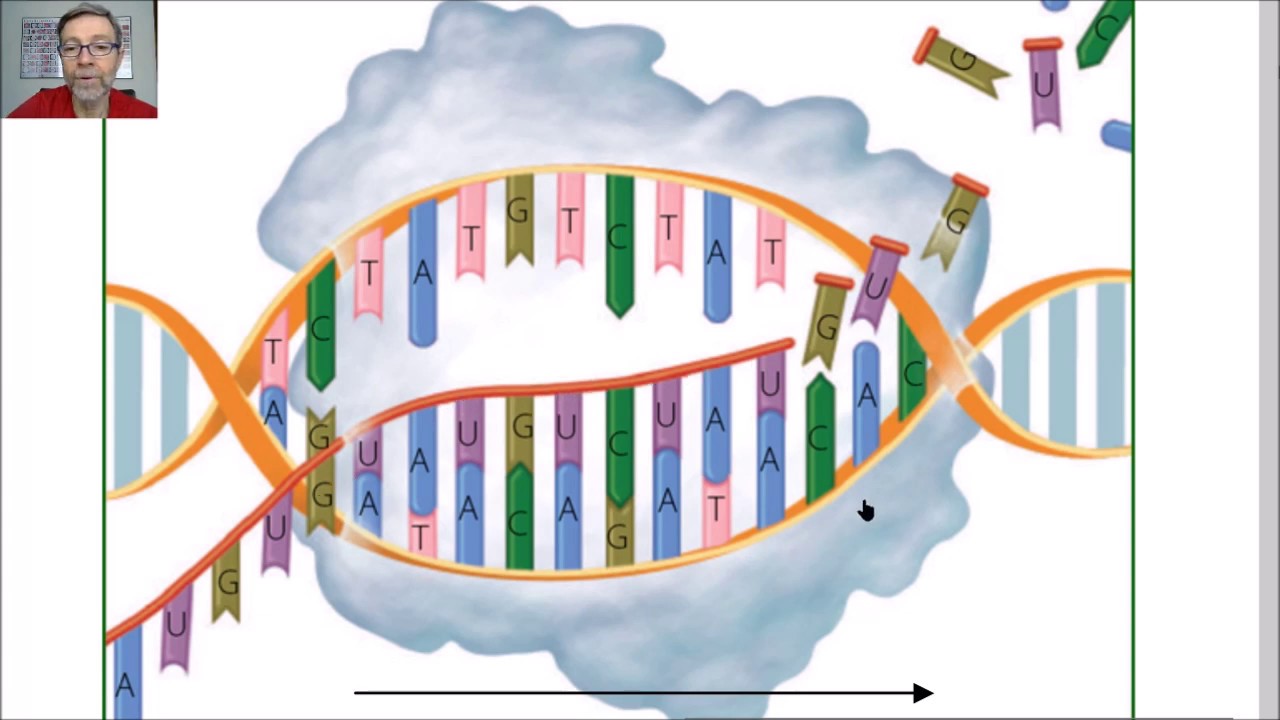 Transcripción en procariotas y eucariotas V22
