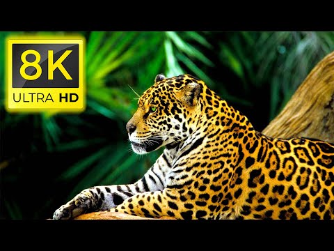 Amazon 8K - Amazon Rainforest Animal Life with 8K ULTRA HD resolution