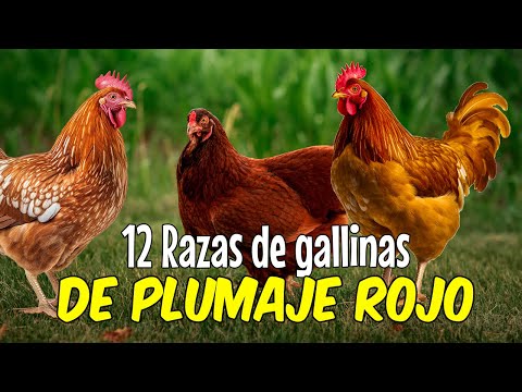 , title : '12 Razas de GALLINAS de plumaje ROJO 🐔 ¿las mejores ponedoras?'