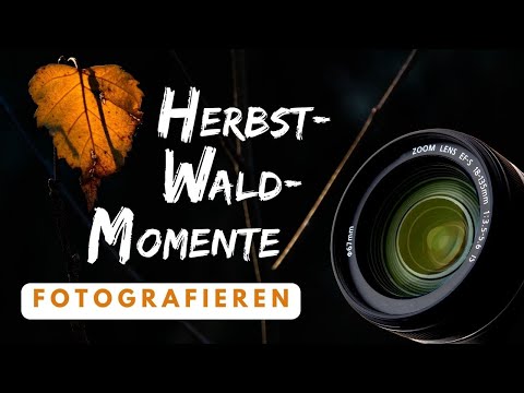 Fotografieren im Wald: HerbstWaldMomente mit einer besonderen Stimmung festhalten