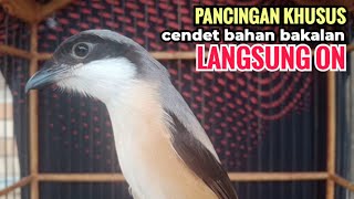 Download lagu Suara Pancingan Khusus Cendet Bahan Toet toet Bongkar Isian Biangnya Bikin Cendet Lain Nyaut Emosi mp3 Download lagu Suara Pancingan Khusus Cendet Bahan Toet toet Bongkar Isian Biangnya Bikin Cendet Lain Nyaut Emosi mp3