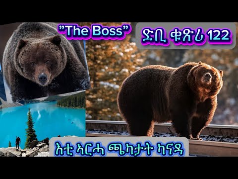 ድቢ ቁጽሪ 122 / ’The Boss’ The Giant Grizzly that rules the Banff National Park in Alberta Canada