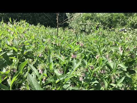 Bumble Bees on Comfrey