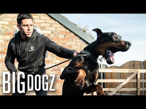 Intruders Beware! The World's Toughest Guard Dogs | BIG DOGZ