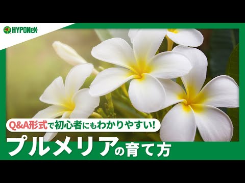 園芸 控えめなプルメリア、ブライダルブーケ