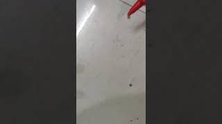 Trying to Feed Hit Anti Roach Gel to Cockroach