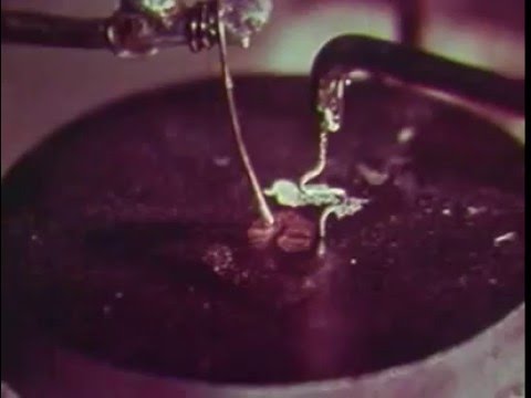 Genesis of the Transistor (Bell Labs)