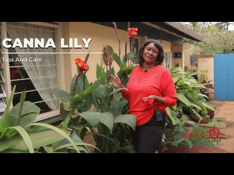 How To Increase Your Blooms And Storing Canna Lily During Winter Months