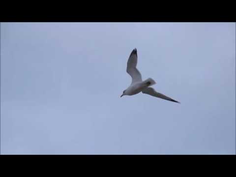 Martin Newman - 'WHITE BIRD (In A Blue Sky)' (Contant/Newman)