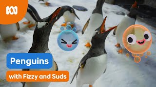 Let's learn about penguins! 🐧 | Fizzy & Suds | ABC Kids