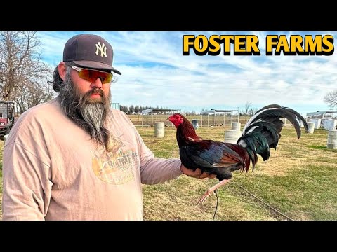 Home Of Original Foster Kelso - FOSTER FARM