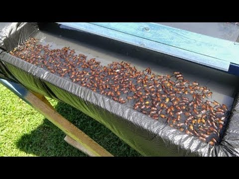 Der Mann baute diese Falle auf dem Hinterhof, es ist widerlich, aber es funktioniert perfekt!