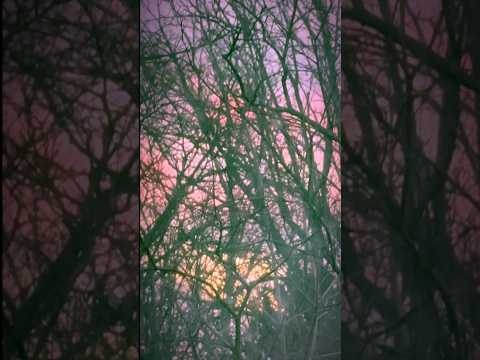 PM Compositions 🎑 The Sun Moves through Wooden Lace ​⁠by @DripDripFingertips #originalsong