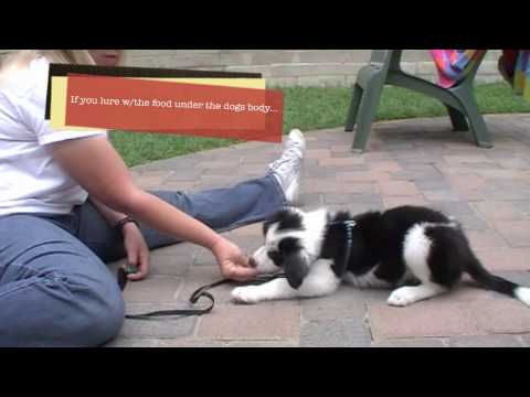 Puppy Clicker Training: Sit, down, and stand