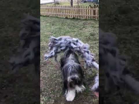 Play time with Valdemar our bearded collie
