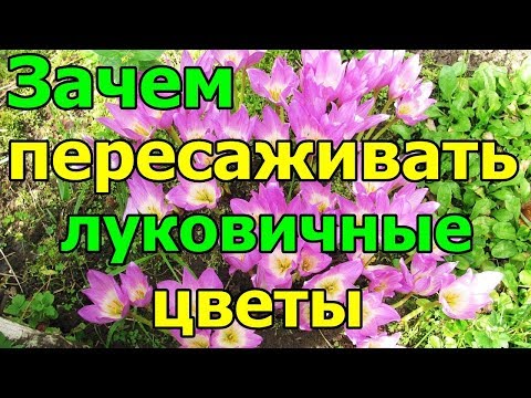 Зачем пересаживать луковичные цветы?