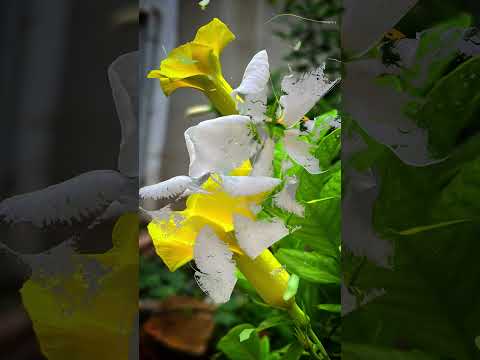 Morning with this💚☘️😍 #flute #music #song #subscribe #nature #like