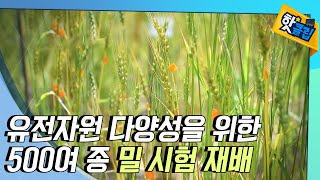 [핫클립] 500여 자원의 밀을 재배하는 이유는? / YTN 사이언스