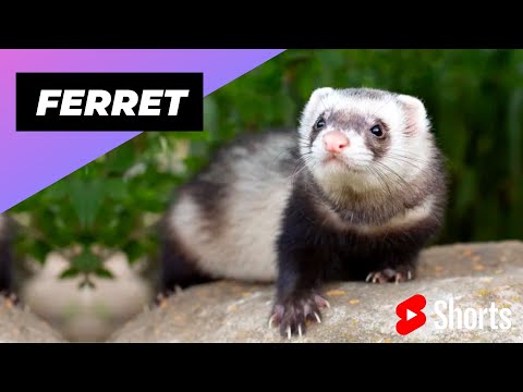 , title : 'Ferret 🦡 An Alternative Animal To Have As A Pet #shorts'