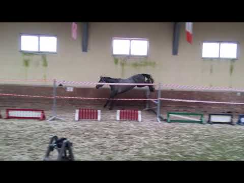 ADAGIO Star born 2017 by Adagio de Talma - Quick Star - Calido I - Corrado I (jumping 1)