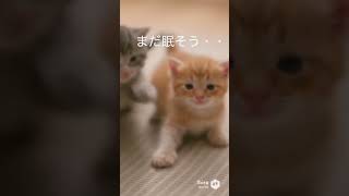 子猫たちが一直線にお昼寝…並んで寝るだけで尊い【猫あるある｜AIアニメ】
