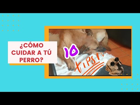 cómo cuidar un perro - 10 tips para tú mascota