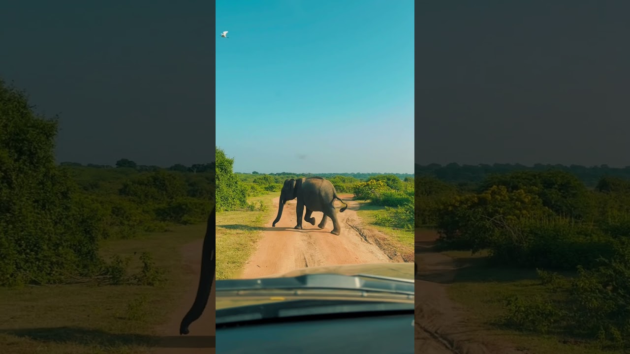 YouTube Short thumbnail