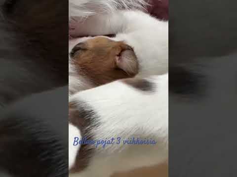 Bellan pojat kolme viikkoisia #music #dance #remix #dog #puppy #jackrussell