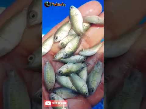 , title : 'vietnam koi fish'