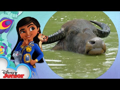 Water Buffalo | Disney Animals: Look Closer with Mira! | @disneyjr